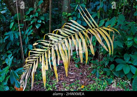 Yellow palm tree leaf on tropical rainforest Stock Photo
