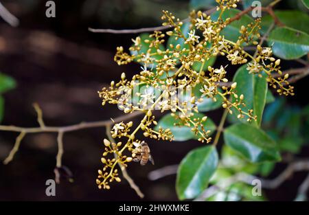 Velvet tamarind flowers (Dialium guineense) Stock Photo