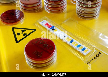 Blood poisoning bacteria colonies being cultured on an agar medium Stock Photo