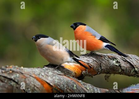 Bullfinch male and female, Pyrrhula pyrrhula, sitting on lichen branch, Sumava, Czech republic. Red male of passerine songbird with green clear backgr Stock Photo