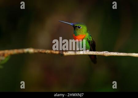 Heliodoxa aurescens, Gould’s Jewelfront, green orange hummingbird sitting on the branch in the dark tropic forest, Sumaco Napo-Galeras National Park, Stock Photo