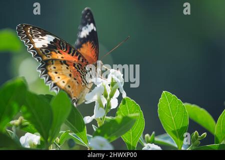 Beautiful butterflies in a park in Ho Chi Minh City Stock Photo