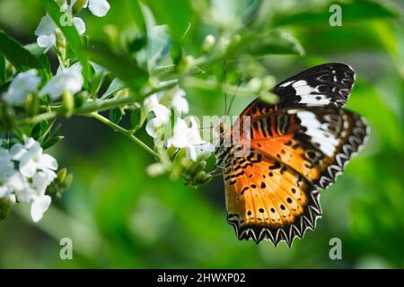 Beautiful butterflies in a park in Ho Chi Minh City Stock Photo