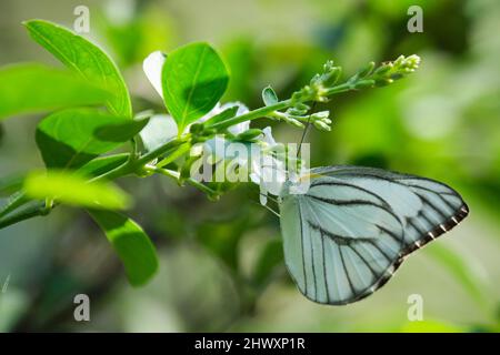 Beautiful butterflies in a park in Ho Chi Minh City Stock Photo