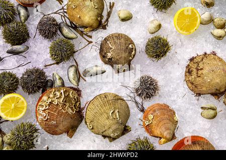 Assorted fresh raw seafoods (Oyster, Sea Urchin, Mussels and Scallops) on ice at the fish market. Fresh clams and shellfish background top view. Stock Photo