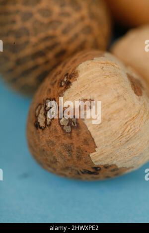 Areca nut, also known as Betel nut, has a bitter and tangy taste. It is often chewed in combination with the leaves of Betel tobacco and calcium oxide Stock Photo