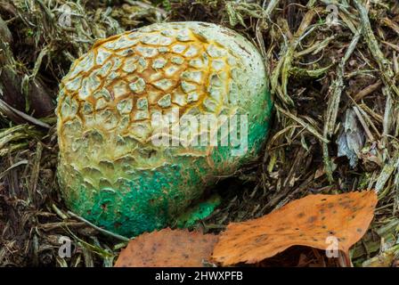 Common Earth Ball (Scleroderma citrinum) fungi Stock Photo
