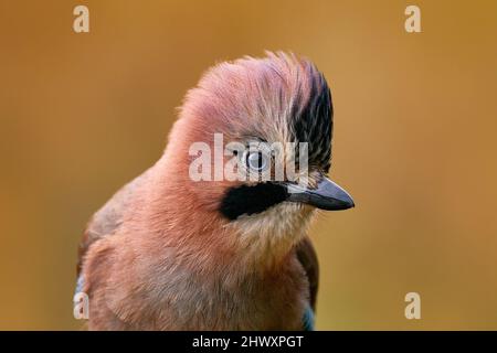 Bird, close-up detail of head with crest. Portrait of nice bird Eurasian Jay, Garrulus glandarius, with orange fall down leaves and morning sun during Stock Photo