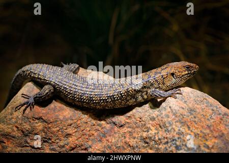 Egernia cunninghami, Cunningham's spiny-tailed skink, large lizard sitting on the stone in the nature habitat. Big reptile from Australia. Skink in th Stock Photo