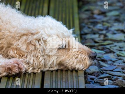 A beautiful pale coloured, curly haired, Labradoodle Dog, snoozes on some wooden decking Stock Photo