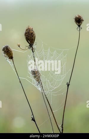 Grass with dry flowers in the meadow , morning dew drops on a spider web. Blurred natural background, wallpaper. Copy space. Stock Photo