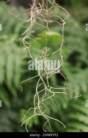 Stringy Spanish moss hanging from above. Stock Photo