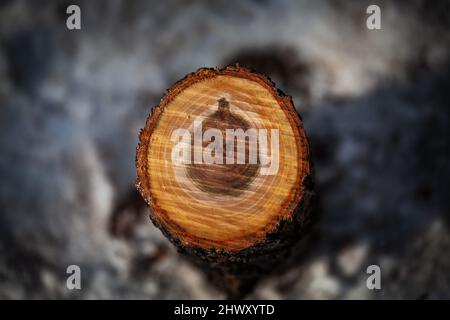 Log cut with an axe. lumbering is a very common industry all over the world. Illegal logging is a widespread problem all over the world. Stock Photo