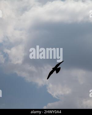 Silhouette of Peregrine falcon (Falco peregrinus) carrying prey in ...