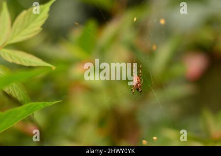Kreuzspinne auf Netz im Park Stock Photo