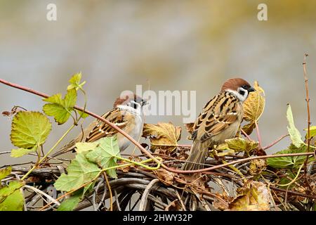 Two tree sparrows looking for food on a hedge of climbing vine. Genus Passer montanus. Blurred backgroud, copy space. Stock Photo