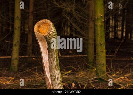 A sawed-off tree stump damaged after a storm Stock Photo