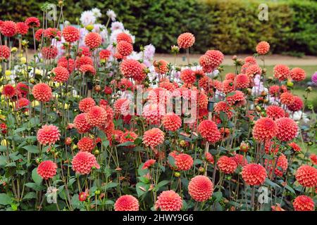 Ball type Dahlia 'Zundert Mystery Fox' in flower Stock Photo