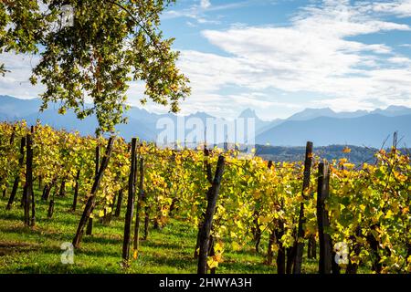 jurancon vineyards in france Stock Photo