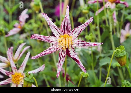 Star dahlia 'Destiny's Teachers' in flower Stock Photo