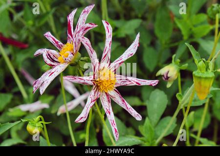 Star dahlia 'Destiny's Teachers' in flower Stock Photo