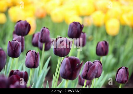 Dark wine coloured single triumph tulip 'Queen Of The Night' in flower Stock Photo