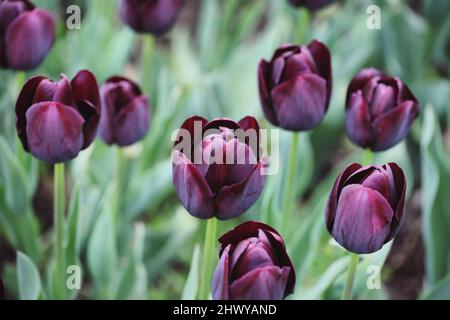 Dark wine coloured single triumph tulip 'Queen Of The Night' in flower Stock Photo