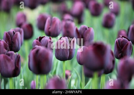 Dark wine coloured single triumph tulip 'Queen Of The Night' in flower Stock Photo