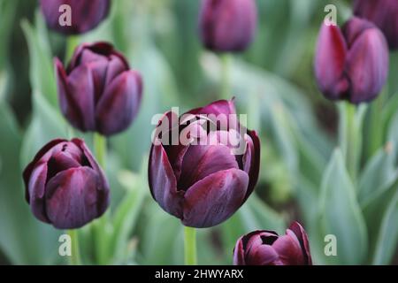 Dark wine coloured single triumph tulip 'Queen Of The Night' in flower Stock Photo