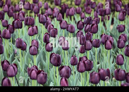 Dark wine coloured single triumph tulip 'Queen Of The Night' in flower Stock Photo