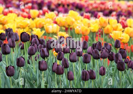 Dark wine coloured single triumph tulip 'Queen Of The Night' in flower Stock Photo