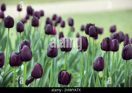 Dark wine coloured single triumph tulip 'Queen Of The Night' in flower Stock Photo