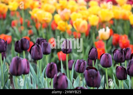 Dark wine coloured single triumph tulip 'Queen Of The Night' in flower Stock Photo