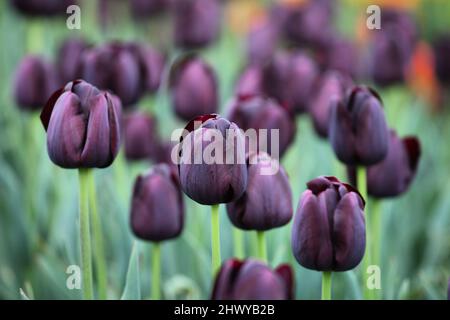 Dark wine coloured single triumph tulip 'Queen Of The Night' in flower Stock Photo