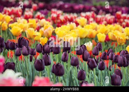 Dark wine coloured single triumph tulip 'Queen Of The Night' in flower Stock Photo