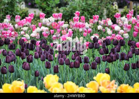 Dark wine coloured single triumph tulip 'Queen Of The Night' in flower Stock Photo