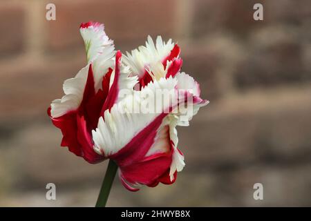 White and red feathered tulip 'Flaming Parrot' in flower Stock Photo