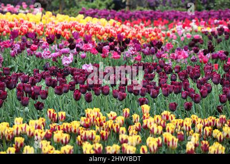 Dark wine coloured single triumph tulip 'Queen Of The Night' in flower Stock Photo