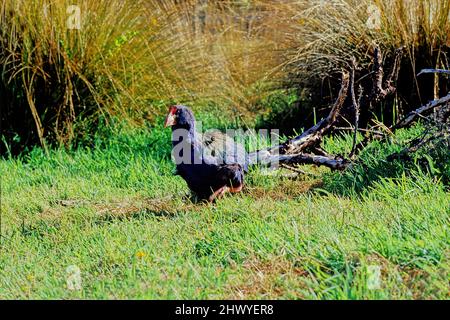 The takahē Porphyrio hochstetteri, also known as the South Island takahē or notornis, is a flightless bird indigenous to New Zealand, and the largest Stock Photo