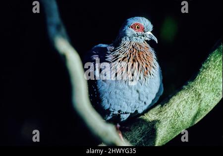 The diamond dove (Geopelia cuneata) is a resident bird in Australia. Stock Photo