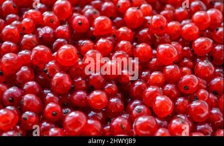 Background of red berries Stock Photo