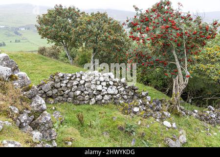 The ruins of a croft in Glen Uig in the north of the Isle of Skye, Highland, Scotland UK. Stock Photo