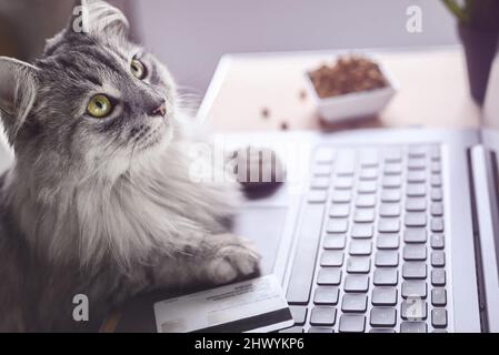 Cat store ordering food