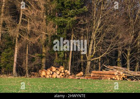 Felled trees are piled up in the wintry forest at the edge of the forest Stock Photo