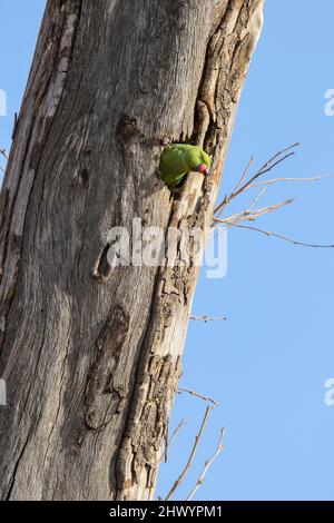 Rose-ringed Parakeet, Pretoria, South Africa Stock Photo