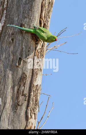 Rose-ringed Parakeet, Pretoria, South Africa Stock Photo