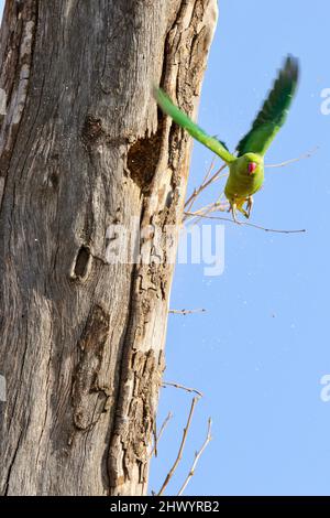 Rose-ringed Parakeet, Pretoria, South Africa Stock Photo