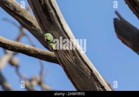 Rose-ringed Parakeet, Pretoria, South Africa Stock Photo