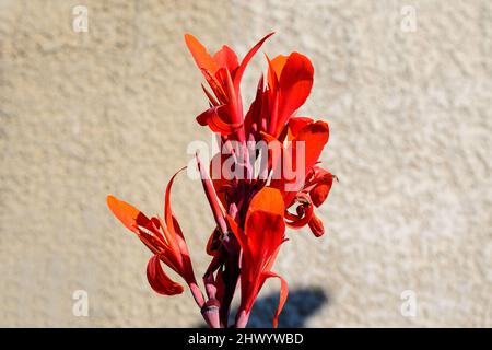 Red flowers of Canna indica, commonly known as Indian shot, African arrowroot, edible canna, purple arrowroot or Sierra Leone arrowroot, in soft focus Stock Photo