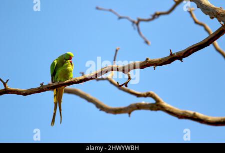 Rose-ringed Parakeet, Pretoria, South Africa Stock Photo